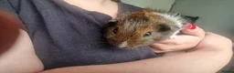 Guinea Pig rodents for sale: Male guinea pigs  - Advert 8