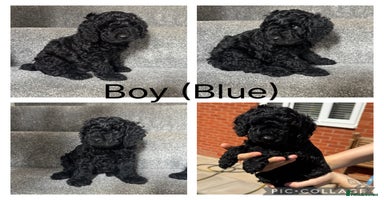 Mixed Breed dogs - Advert 11
