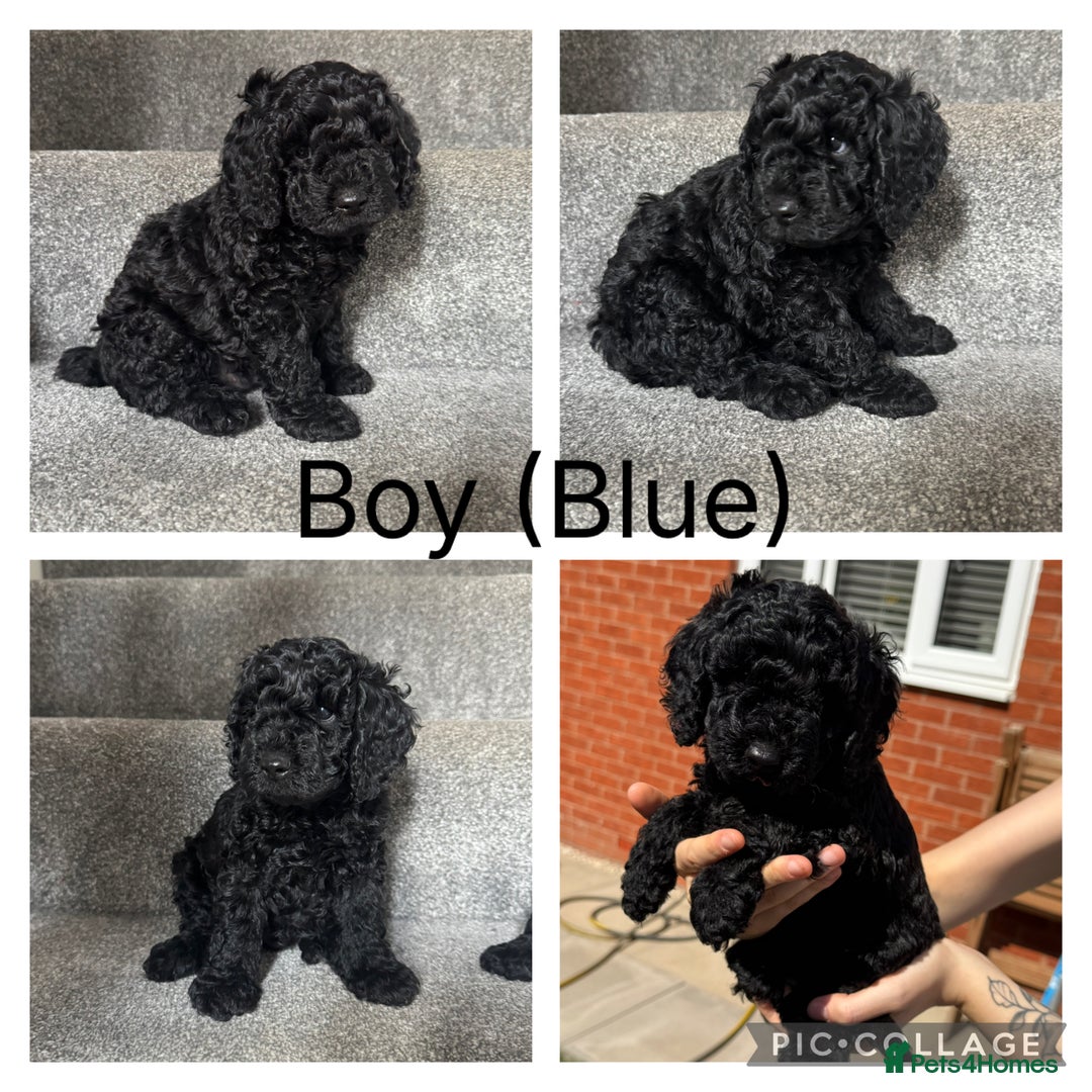 Mixed Breed dogs for sale: 3 Puppies Available Cavapoo / Cockapoo puppies  - Image 5