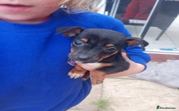 Jack Russell dogs for sale: ONE LAST GIRL READY NOW !!! Tiny Jack Russell - Image 3