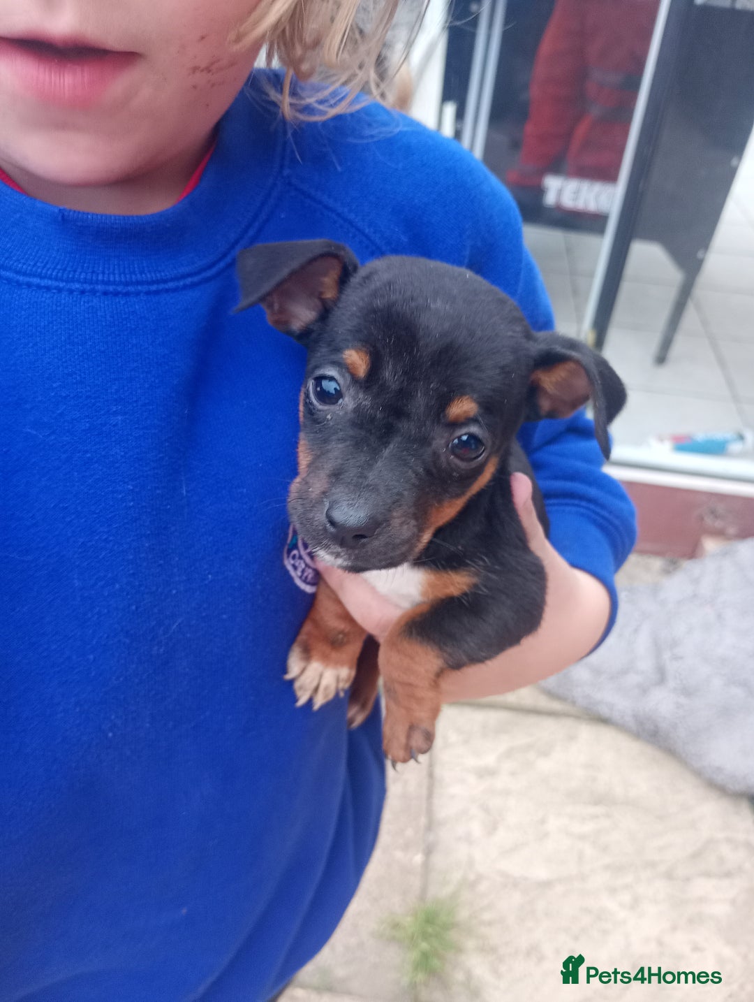 Jack Russell dogs for sale: ONE LAST GIRL READY NOW !!! Tiny Jack Russell - Image 3