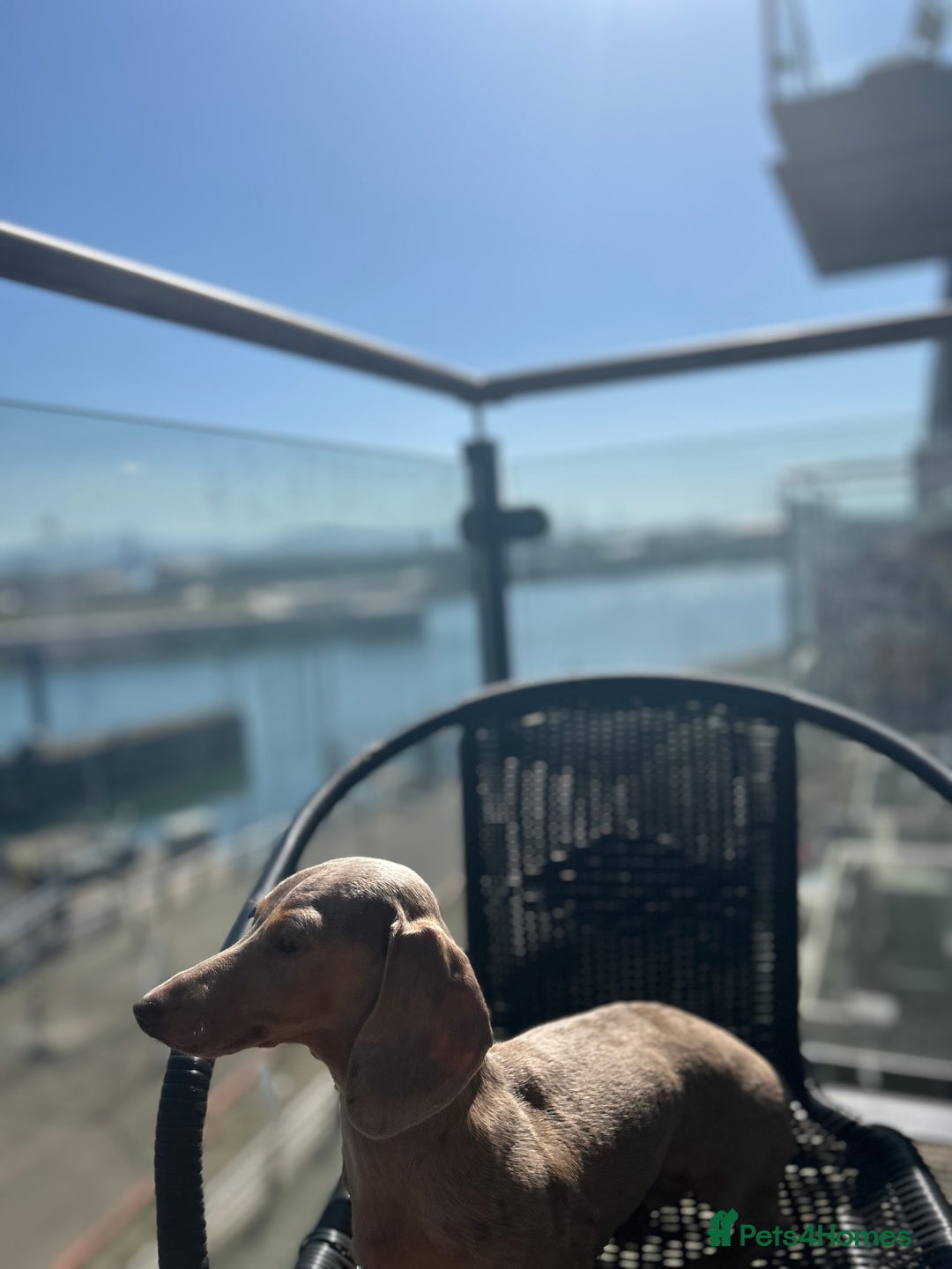 Miniature Dachshund dogs for sale: 4 year old female rescue miniature Dacshund  - Image 1
