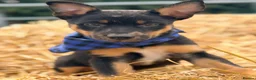 Mixed Breed dogs for sale: 3 x KELPIE X PUPS - BITCHES - Advert 7