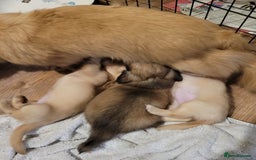Miniature Dachshund dogs for sale: Beautiful cream KC long haired mini dachshunds - Image 21