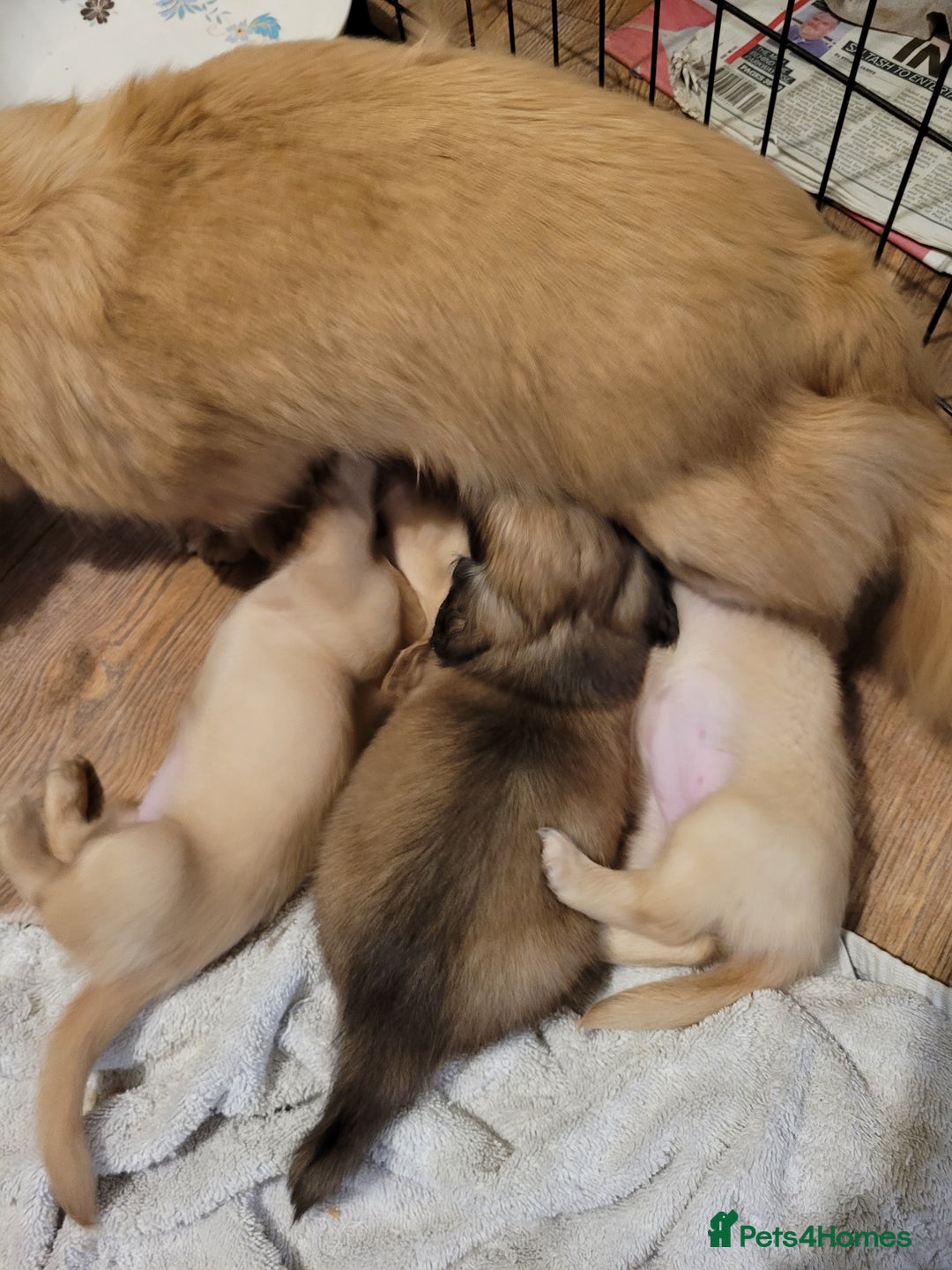 Miniature Dachshund dogs for sale: Beautiful cream KC long haired mini dachshunds - Image 21