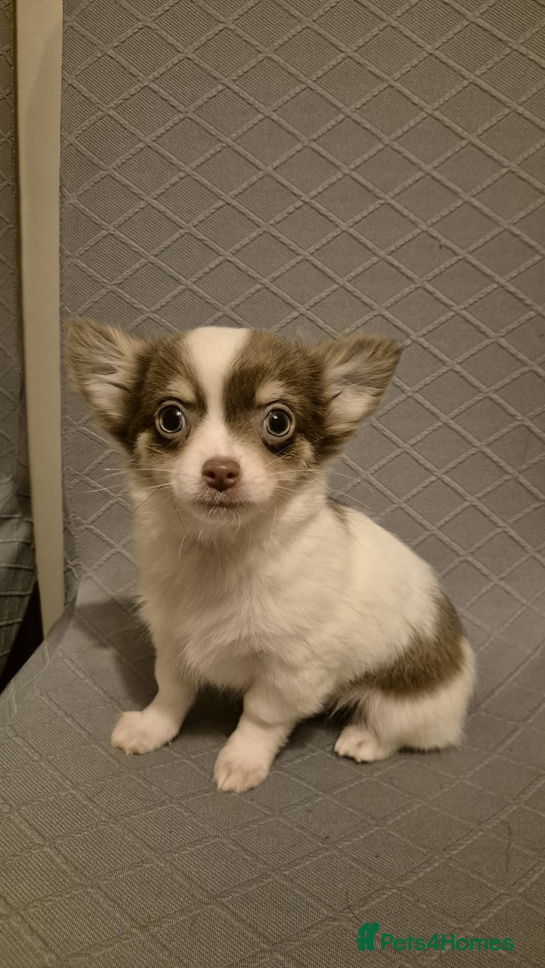 Chihuahua dogs for sale: Beautiful fluffy chihuahua puppies  - Advert 3