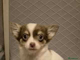 Chihuahua dogs Beautiful fluffy chihuahua puppies - Advert 11