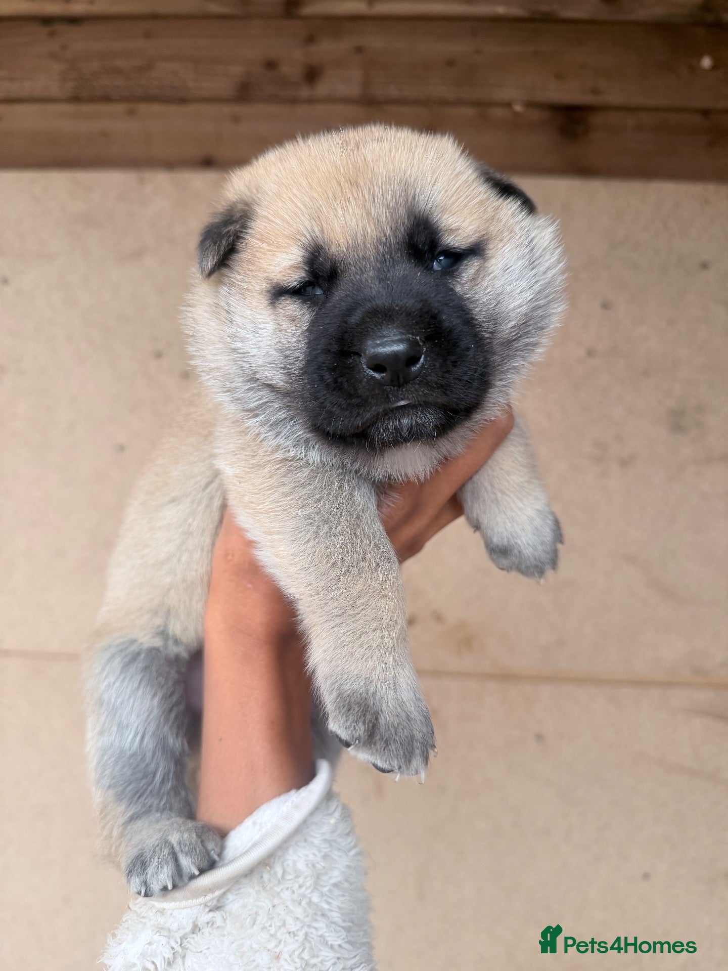 Akita dogs beautiful Akita pups looking for 5⭐️ forever homes - Advert 1