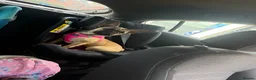 French Bulldog dogs for sale: 3 beautiful girls 8months old  in Birmingham - Advert 6