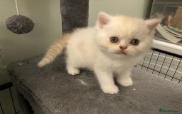 Exotic cats for sale: Beautiful Exotic kittens  - Image 2