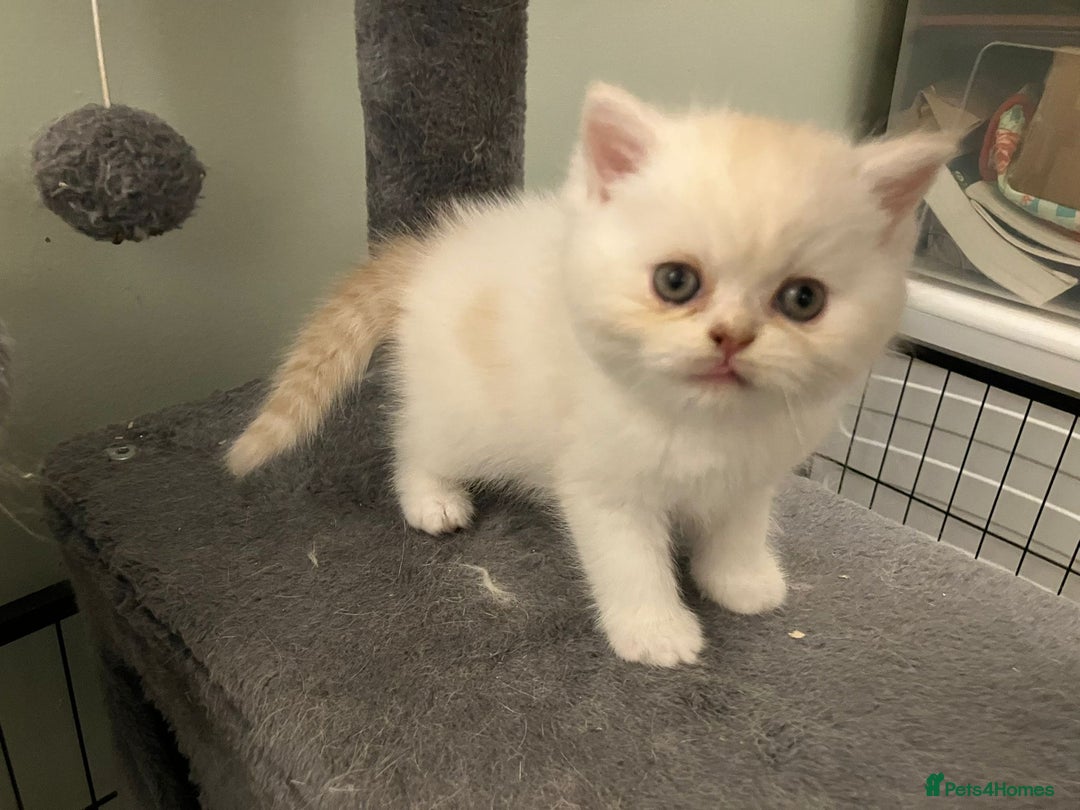 Exotic cats for sale: Beautiful Exotic kittens  - Image 2