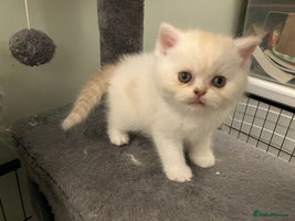 Exotic cats - Advert 4