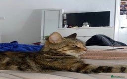 Mixed Breed cats for sale: 4 gorgeous kittens - Image 7