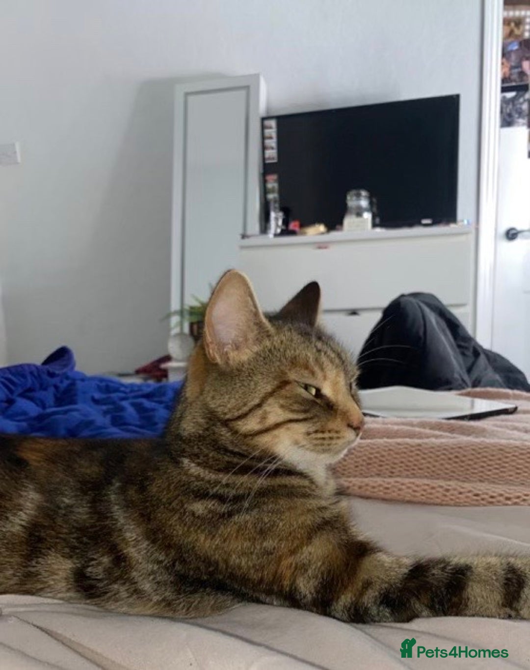 Mixed Breed cats for sale: 4 gorgeous kittens - Image 7