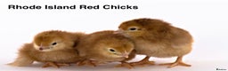 Chickens poultry for sale: Rhode Island Red Chick - Advert 4