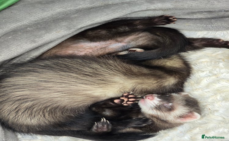 Ferret rodents Two girls  - Advert 1