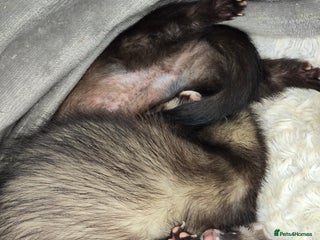 Ferret rodents Two girls - Advert 2