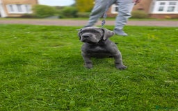 Cane Corso dogs for sale: Cane corso puppies  - Image 17
