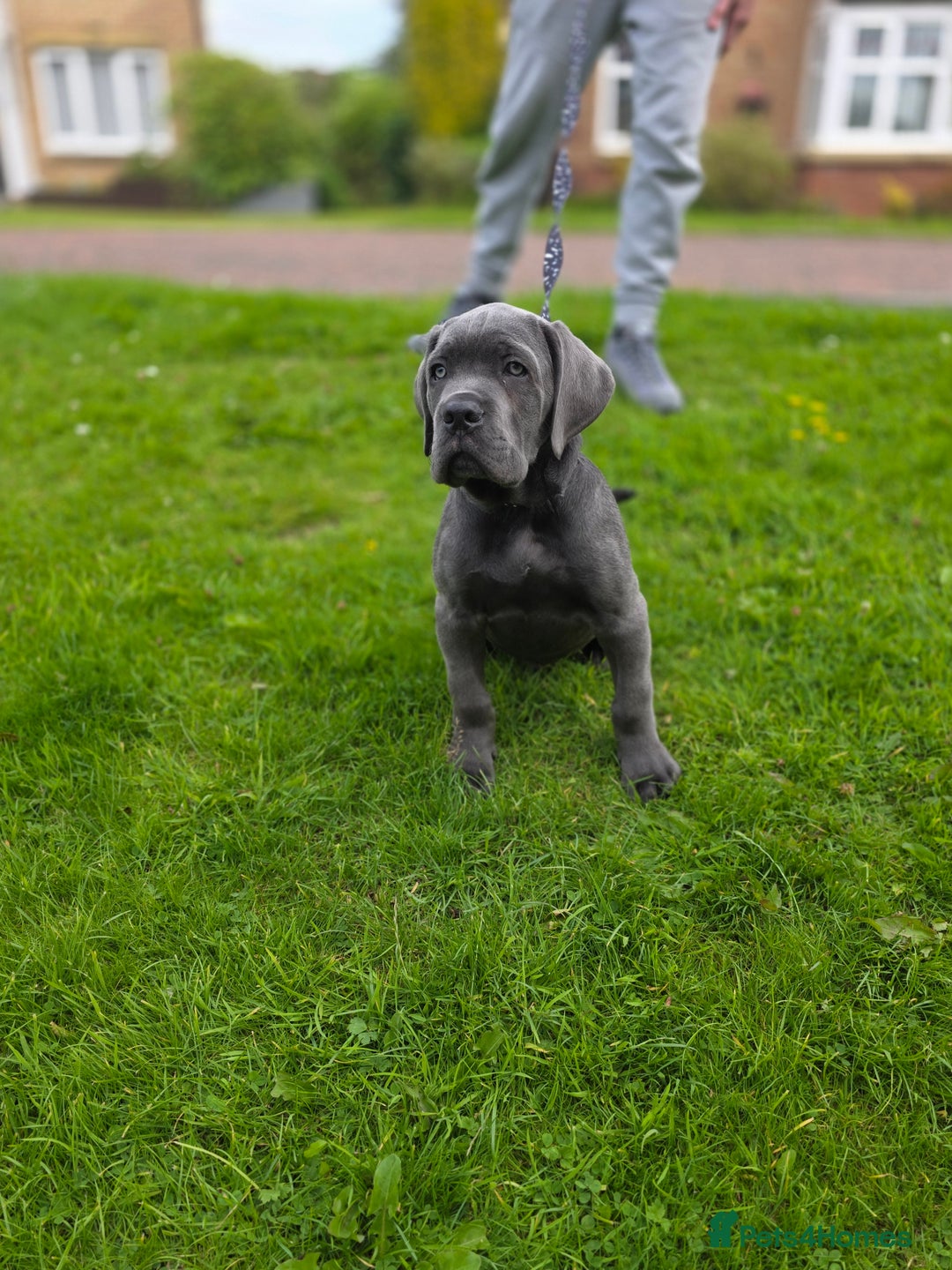 Cane Corso dogs for sale: Cane corso puppies  - Image 17