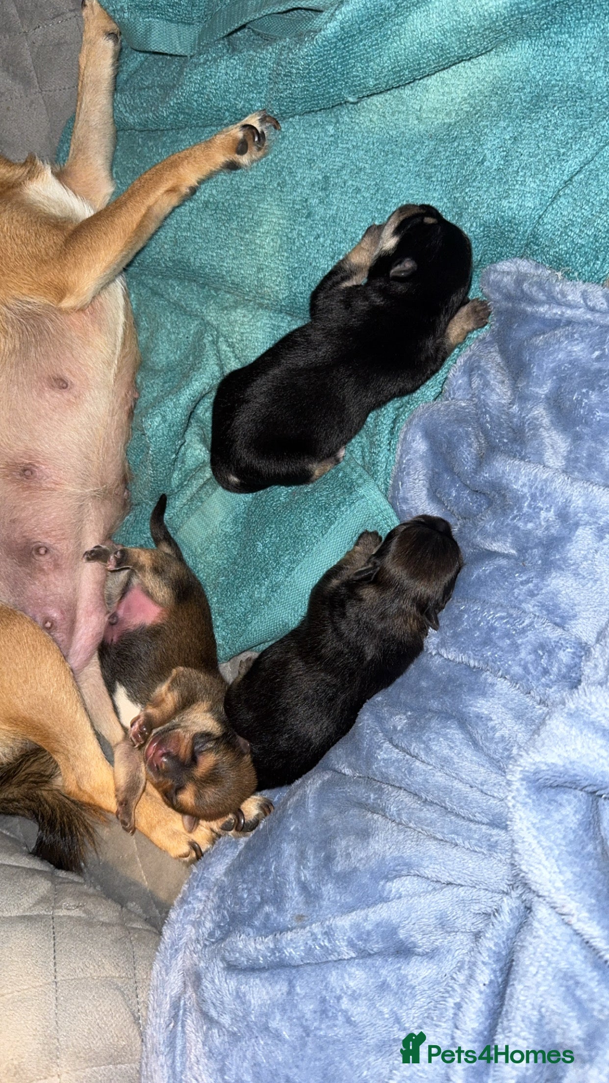 Chug dogs Beautiful chugs - Advert 18