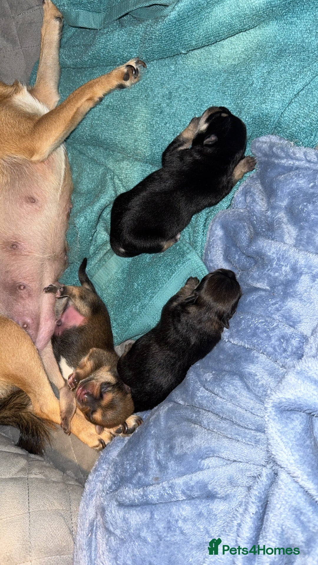 Chug dogs for sale: Beautiful chugs - Image 1