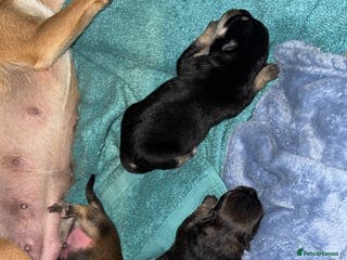 Chug dogs Beautiful chugs - Advert 3