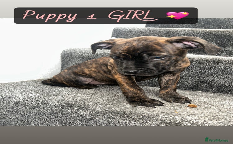 Staffordshire Bull Terrier dogs - Advert 16