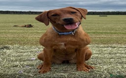 Labrador Retriever dogs for sale: FOX RED LABRADORS OUTSTANDING HEALTH 280 PLUS DNA - Image 7