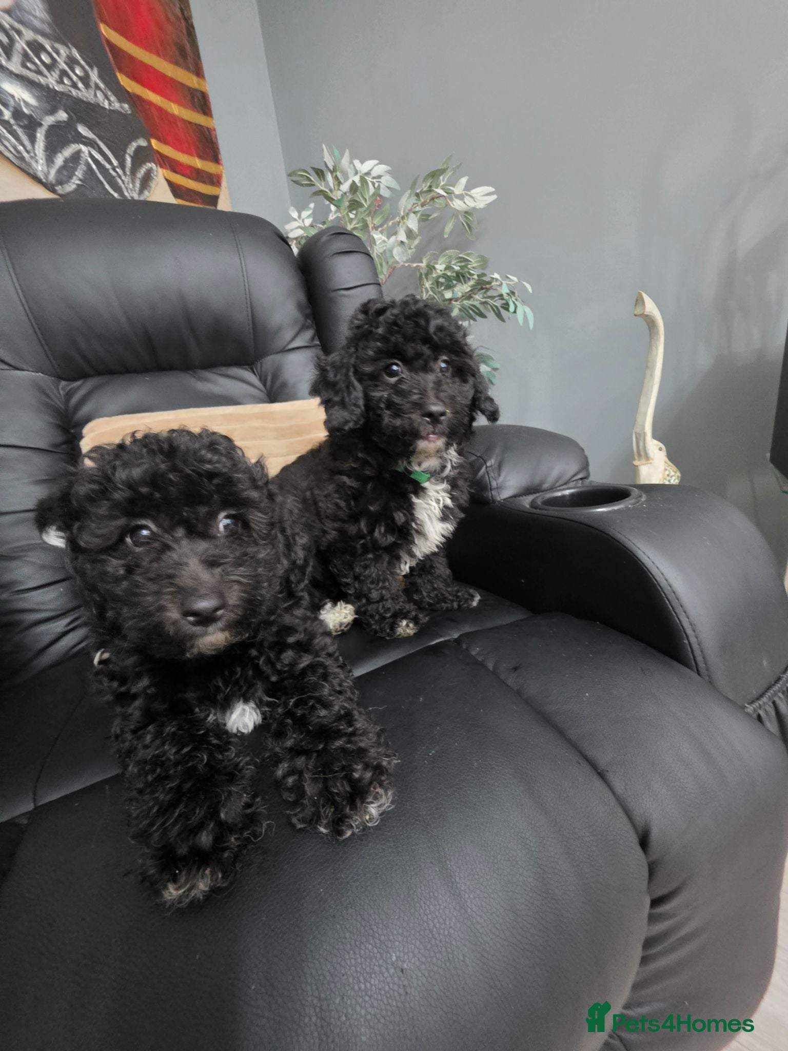 Poochon dogs 3 beautiful poochon puppys for sale  - Advert 1