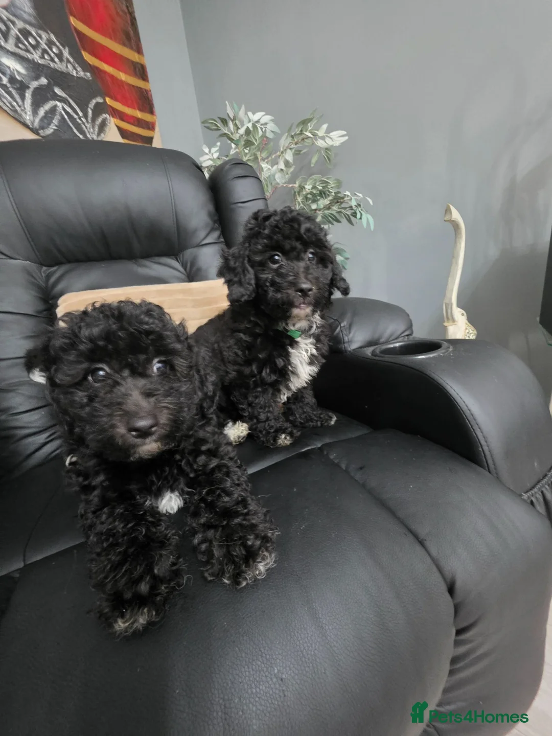 Poochon dogs for sale:  READY TO GO FULL INJECTION DONE poochon puppys  - Advert 1