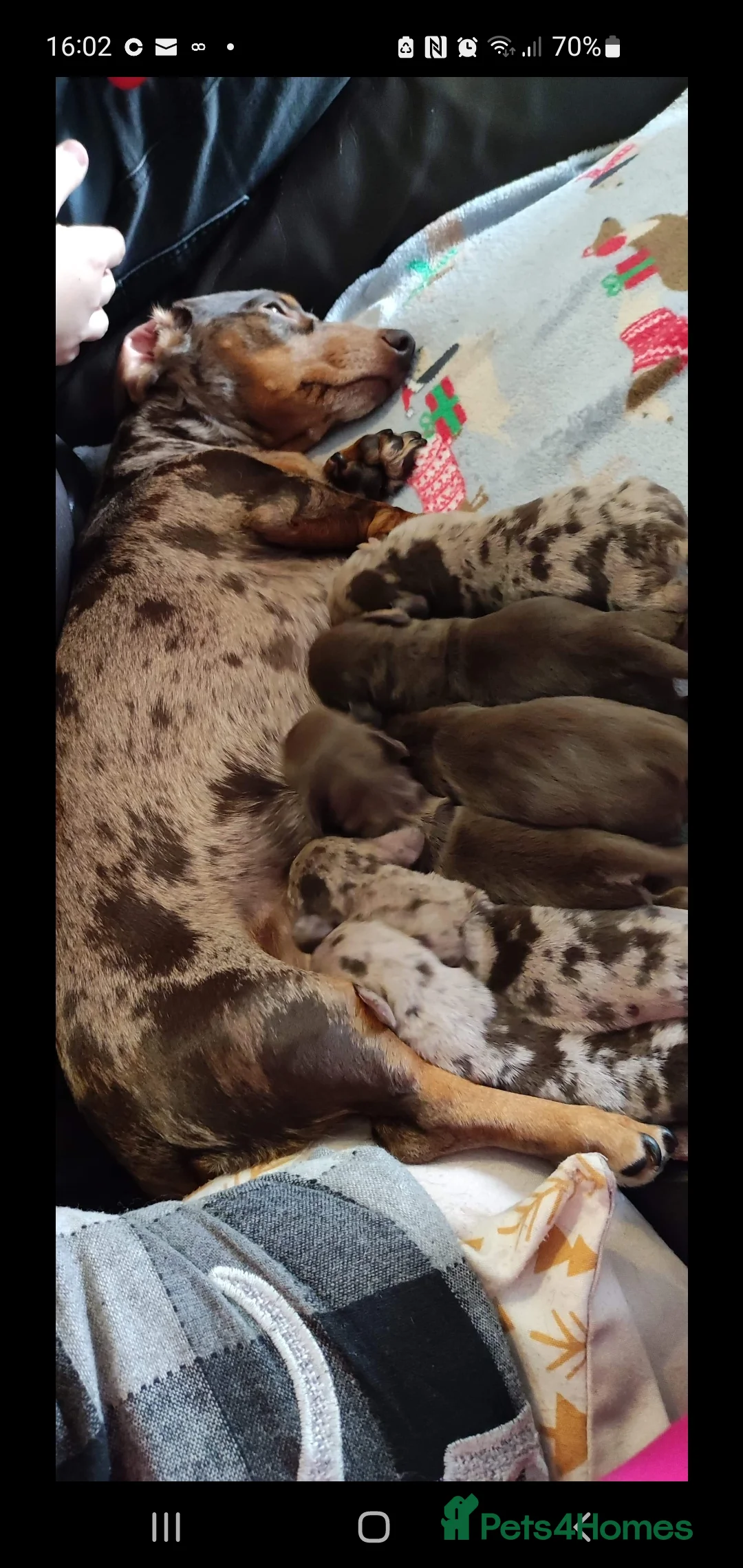 Miniature Dachshund dogs for stud: TINY KC REG HEREDITARY PRA CLEAR PROVEN in Pontefract - Advert 20