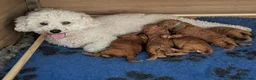 Poochon dogs for sale: Poochon Puppies - Advert 4