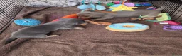 Miniature Dachshund dogs for sale: Beautiful miniature dachshunds in Southminster - Advert 5