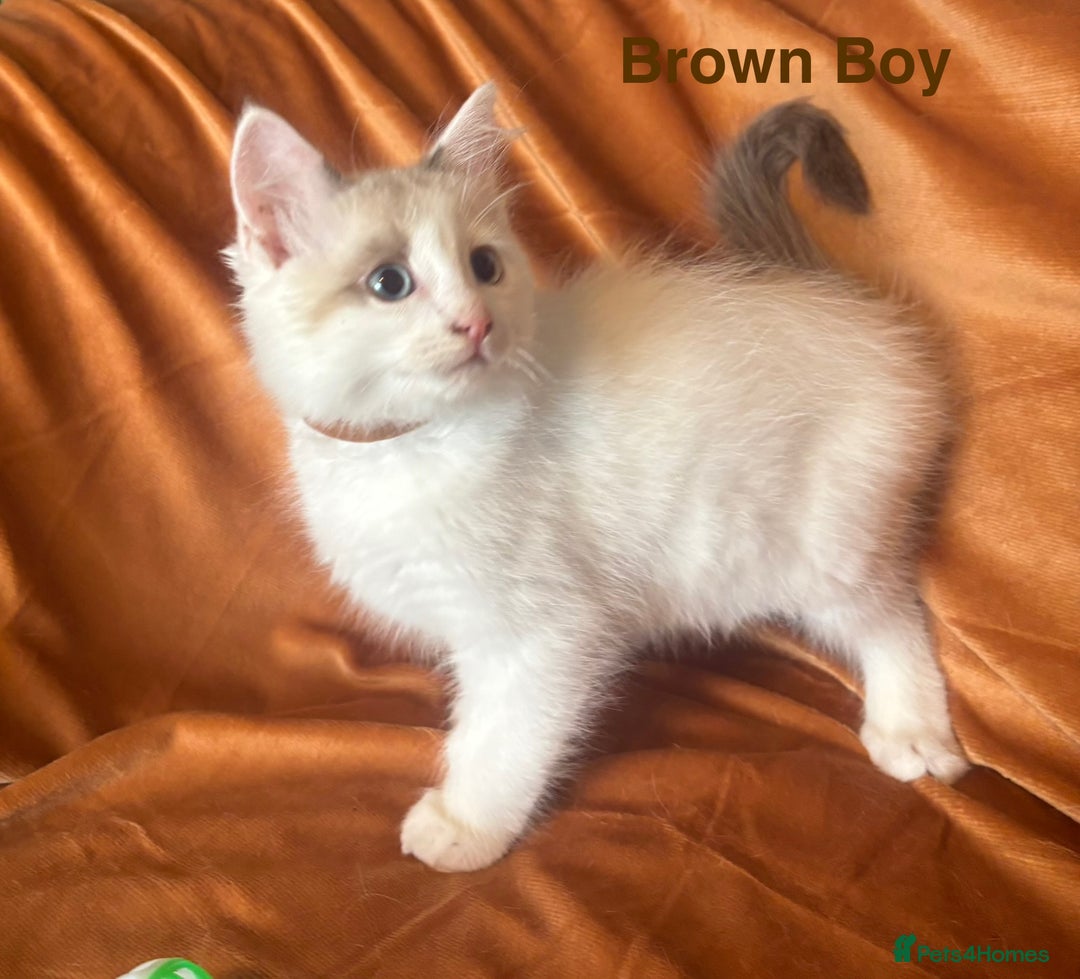 Ragdoll cats for sale: Adorable pure Ragdoll kittens boys and girls - Image 20