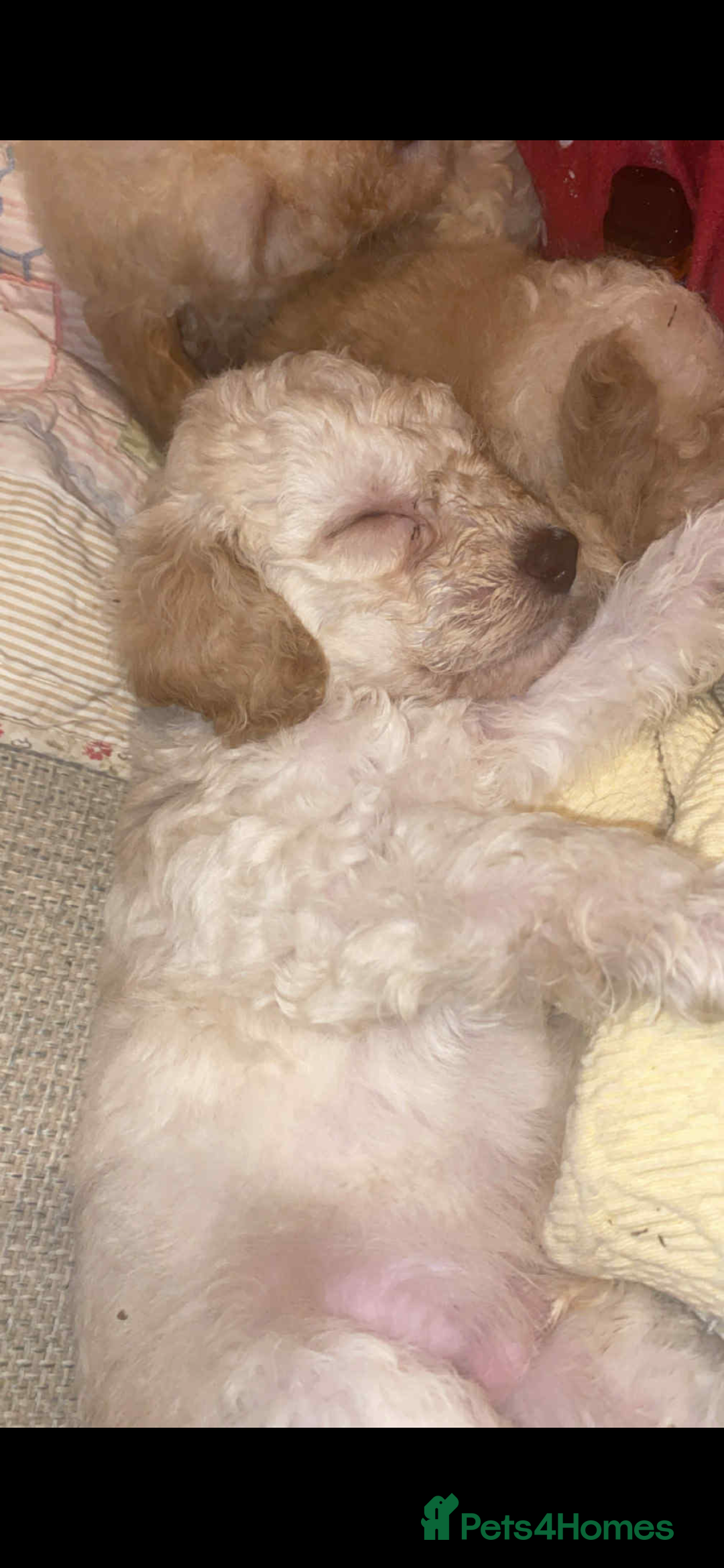 Standard Poodle dogs for sale: Beautiful Standard poodles  - Image 3