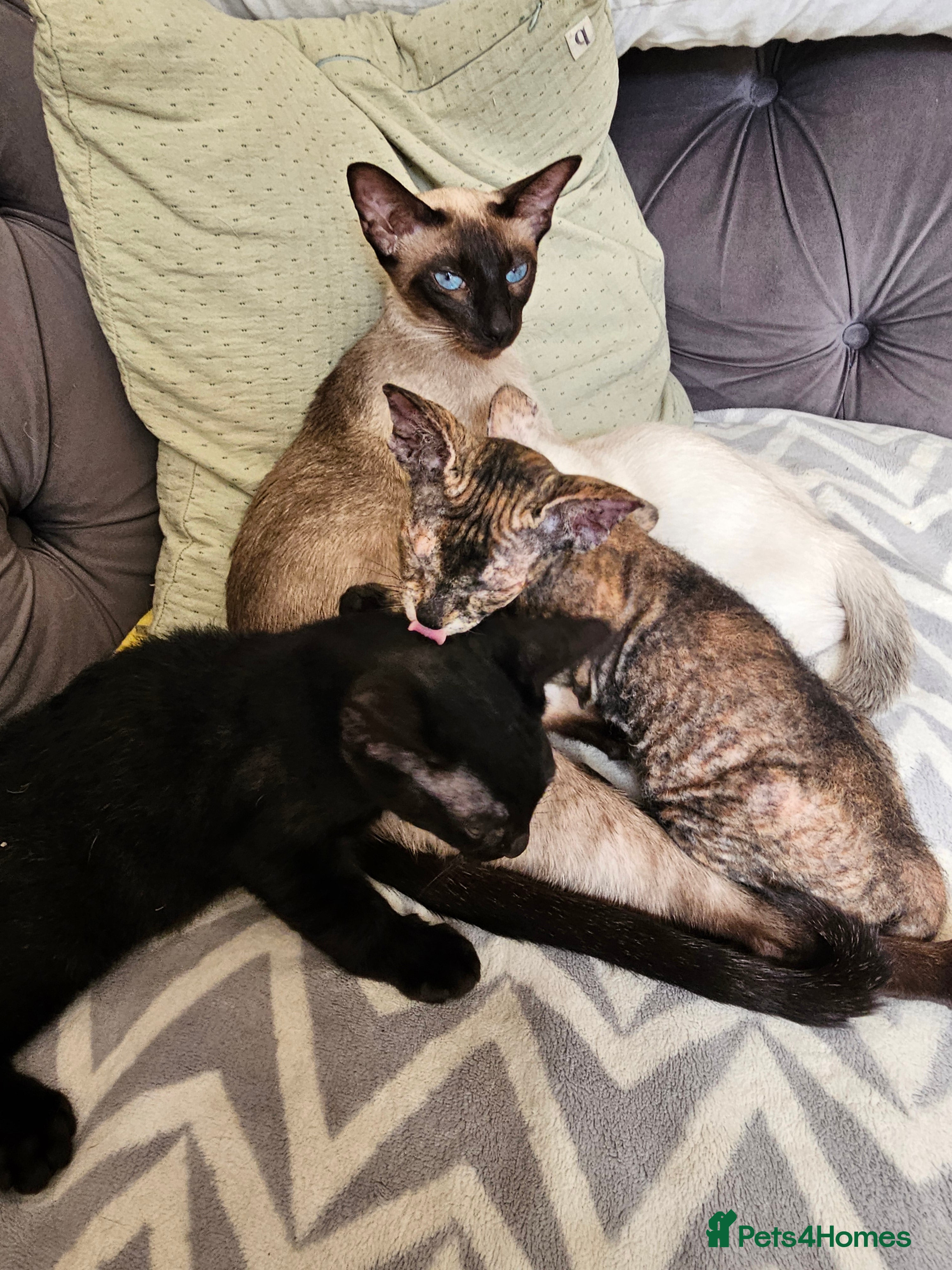 Siamese cats Siamese X Sphynx kittens - Advert 1