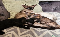 Siamese cats for sale: Siamese X Sphynx kittens - Image 2