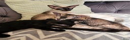 Siamese cats for sale: Siamese X Sphynx kittens - Advert 1