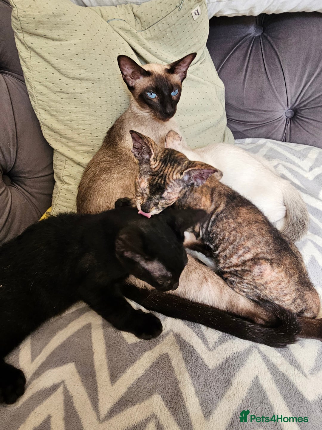 Siamese cats for sale: Siamese X Sphynx kittens - Image 2