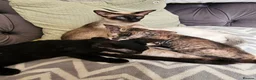 Siamese cats for sale: Siamese X Sphynx kittens - Advert 1