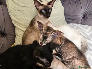 Siamese cats Siamese X Sphynx kittens - Advert 2