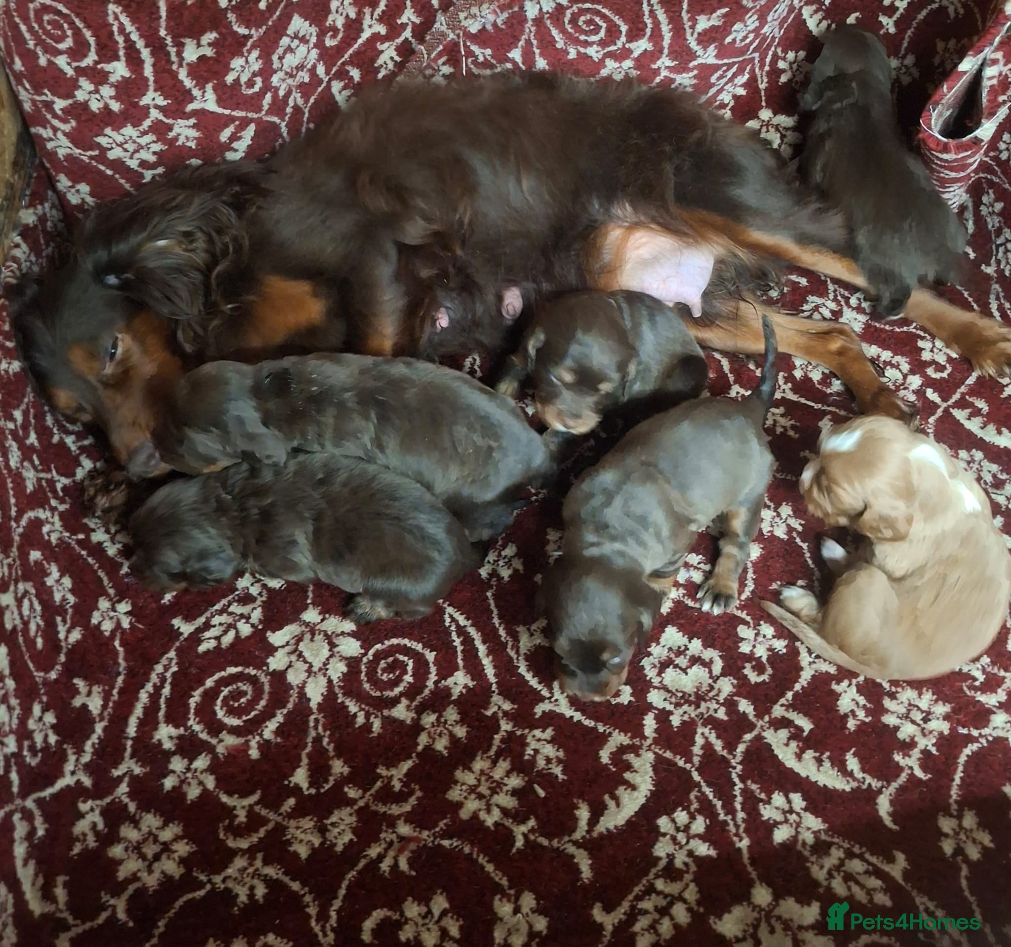 Cocker Spaniel dogs for sale: KC CHAMPION BLOODLINE Working Spaniel pups - Advert 1
