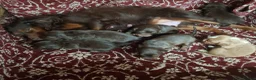 Cocker Spaniel dogs for sale: KC CHAMPION BLOODLINE Working Spaniel pups - Advert 1