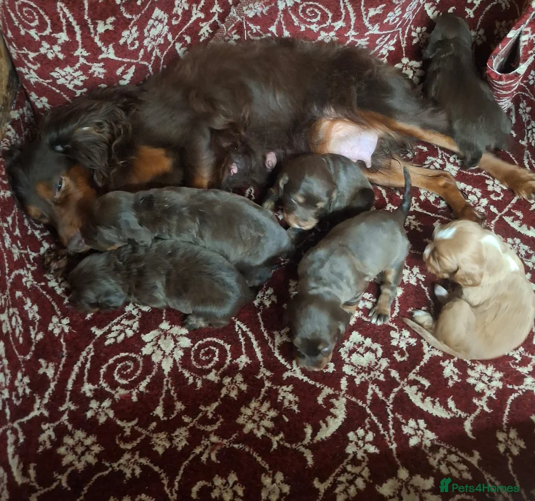 Cocker Spaniel dogs for sale: KC CHAMPION BLOODLINE Working Spaniel pups - Advert 1