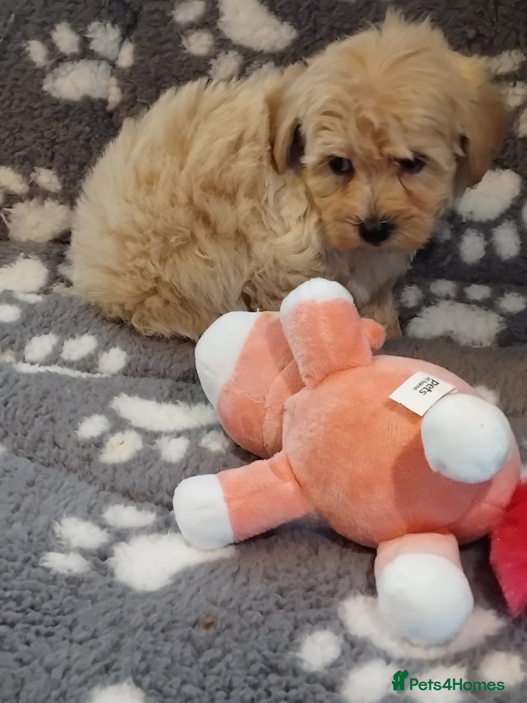 Maltipoo dogs for sale: Maltipoo puppies  - Advert 20