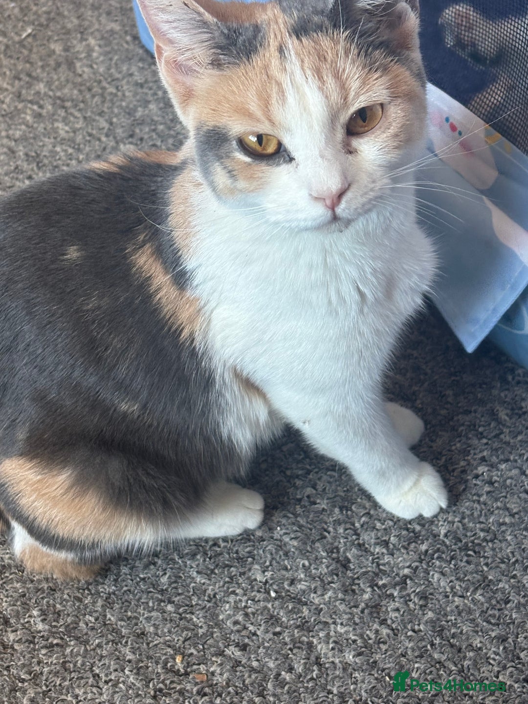 British Shorthair cats for sale: British Shorthair x female  - Image 6