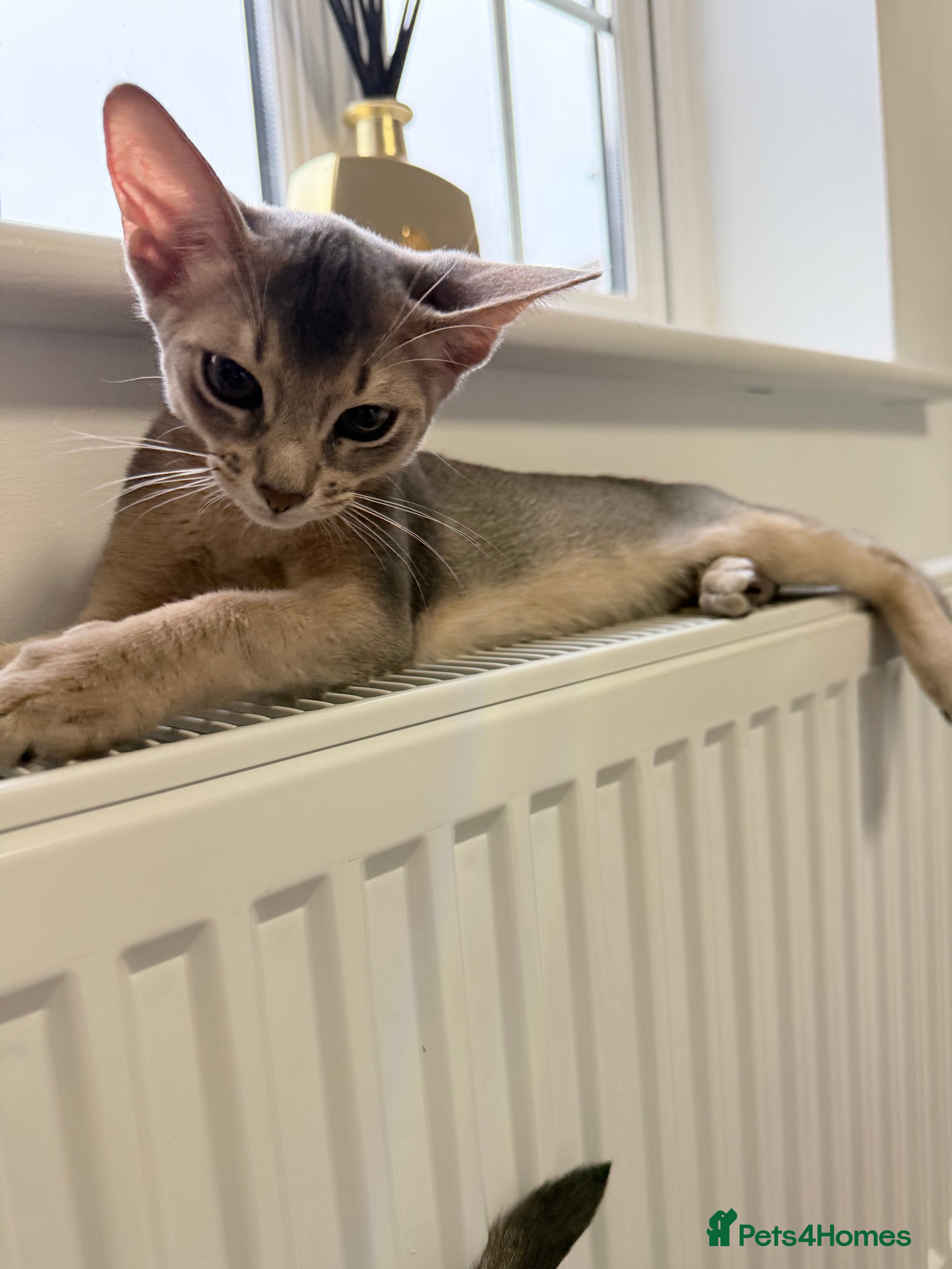 Abyssinian cats Abyssinian Kittens 🐾 - Advert 1