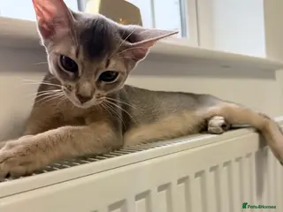 Abyssinian cats Abyssinian Kittens 🐾 - Advert 1