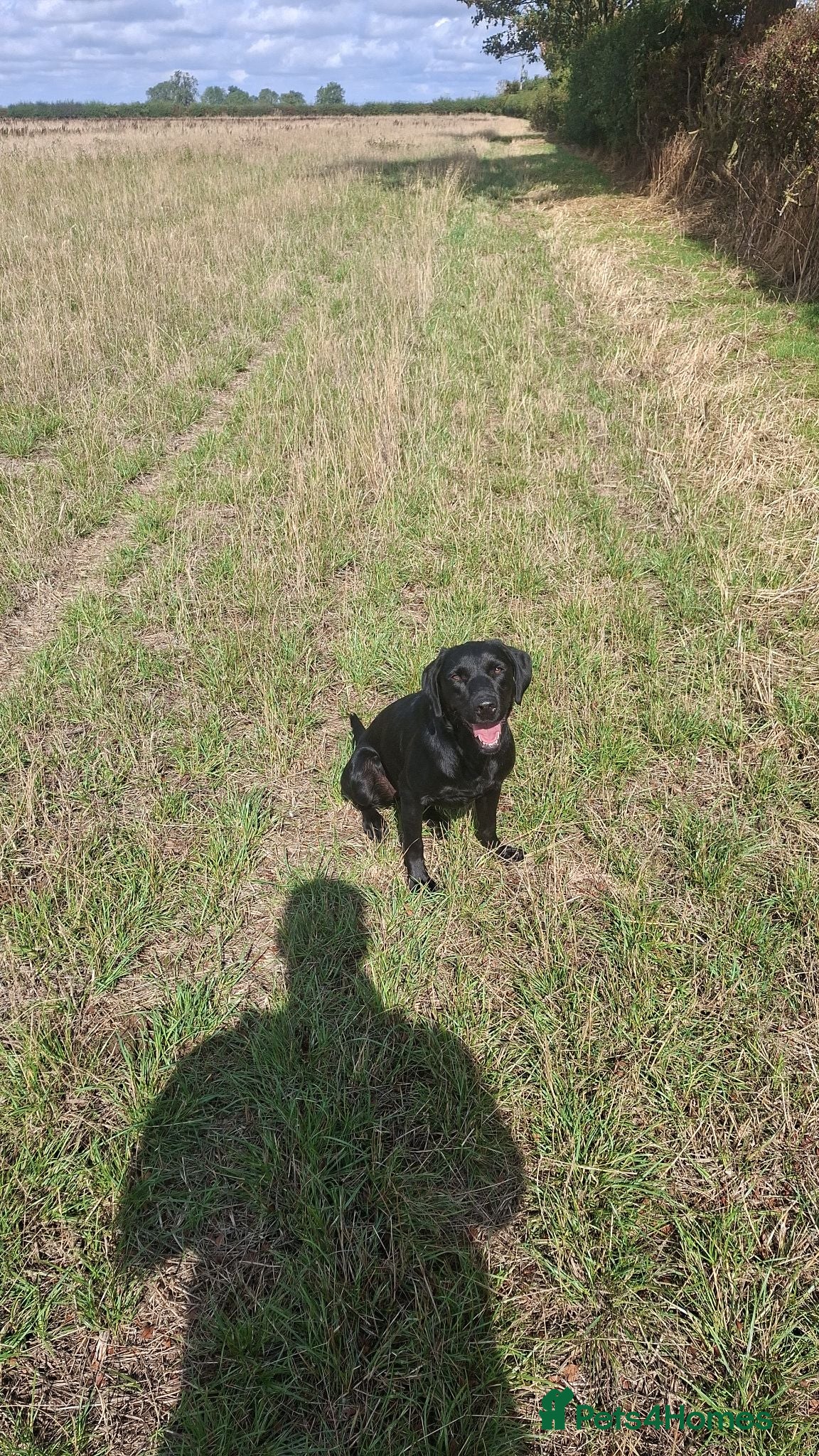 Labrador Retriever dogs Lab pups  - Advert 1