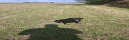Labrador Retriever dogs for sale: Lab pups  in Lincoln - Advert 1